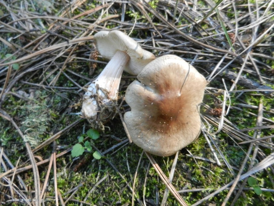 Маслята луговые