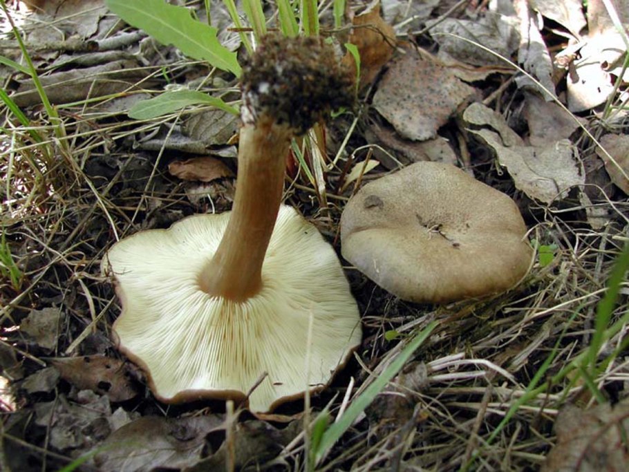 Трутовик зимний Polyporus brumalis