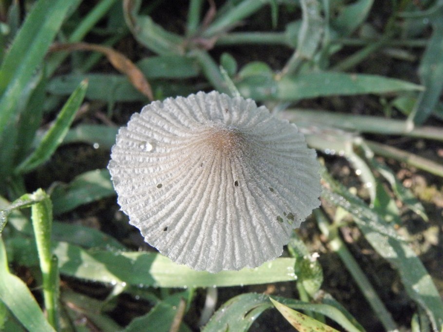 Гриб грибочек тоненькая ножка