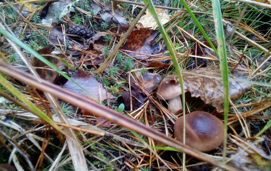 Гриб моховик Сосновый