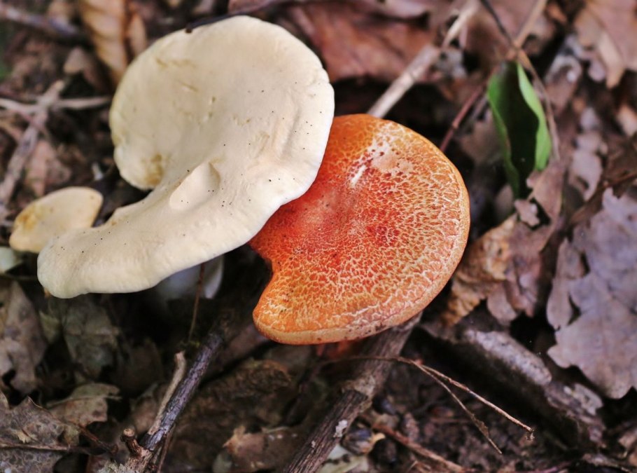 Маслёнок болотный