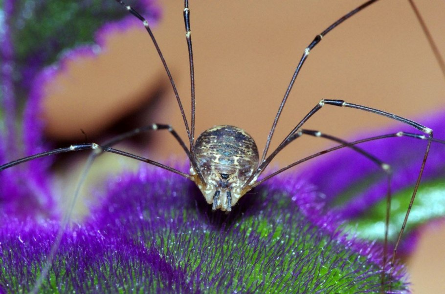 Сенокосец обыкновенный