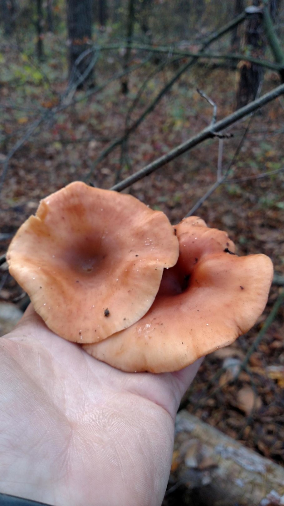 Грибы говорушка ворончатая съедобная