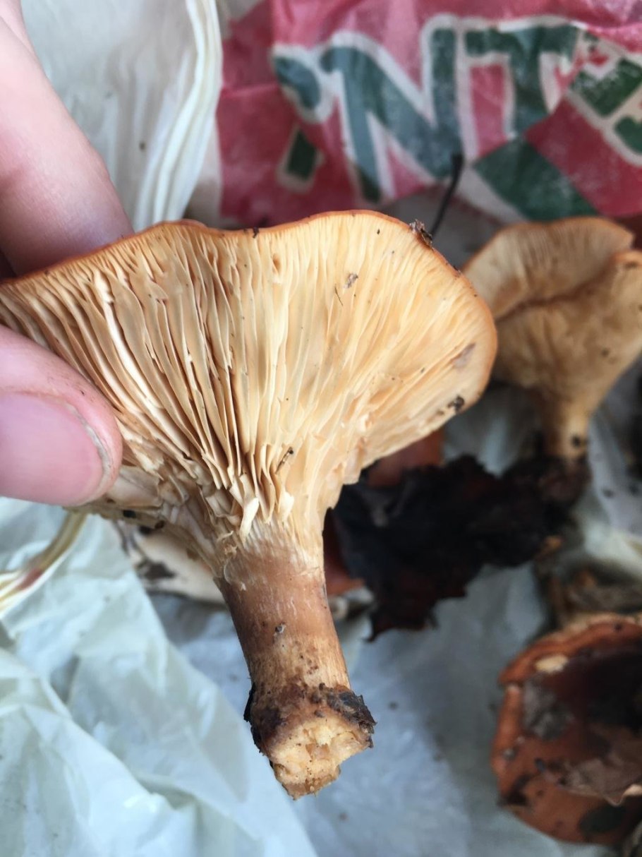 Говорушка рыже-бурая съедобная