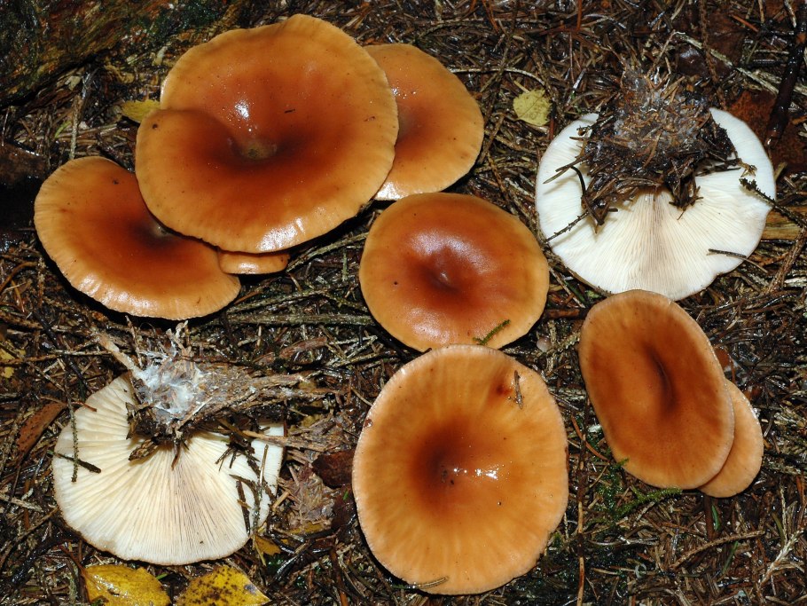 Лисичка ложная или говорушка оранжевая