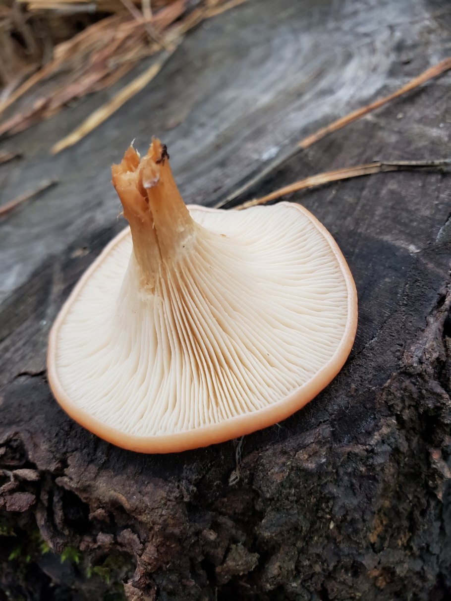 Говорушка оранжевая