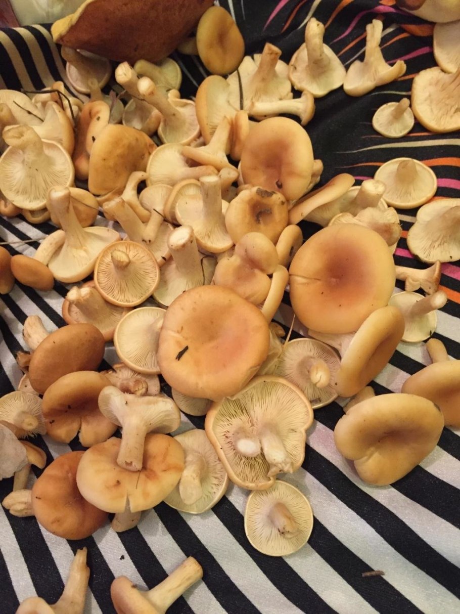 Говорушка подогнутая Infundibulicybe geotropa