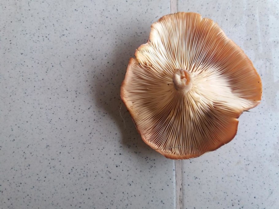 Говорушка буро-желтая Clitocybe Gilva