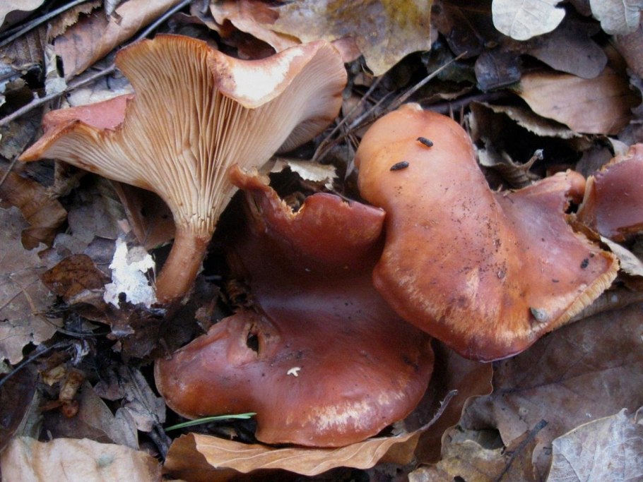 Говорушка Перевёрнутая Paralepista flaccida