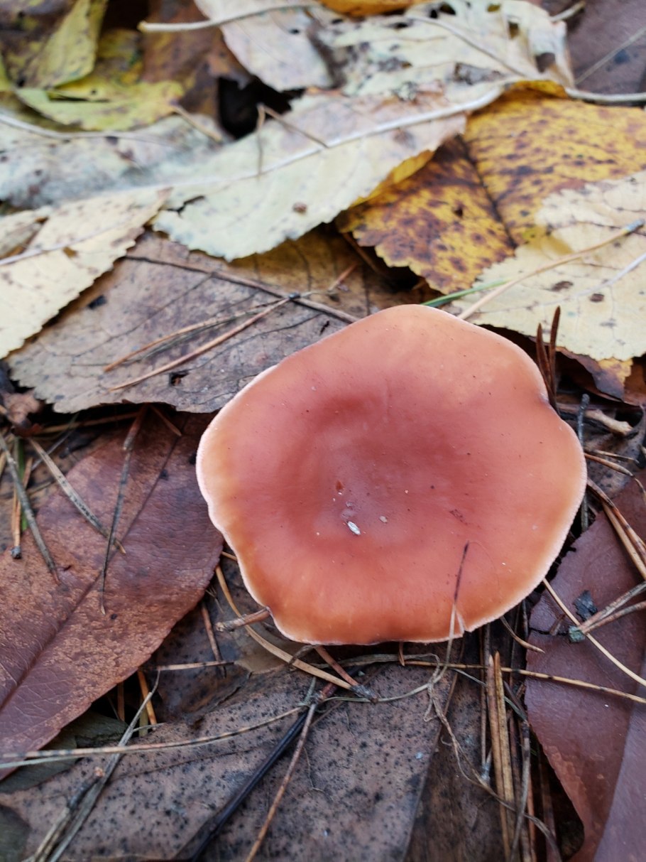 Говорушка Перевёрнутая Paralepista flaccida