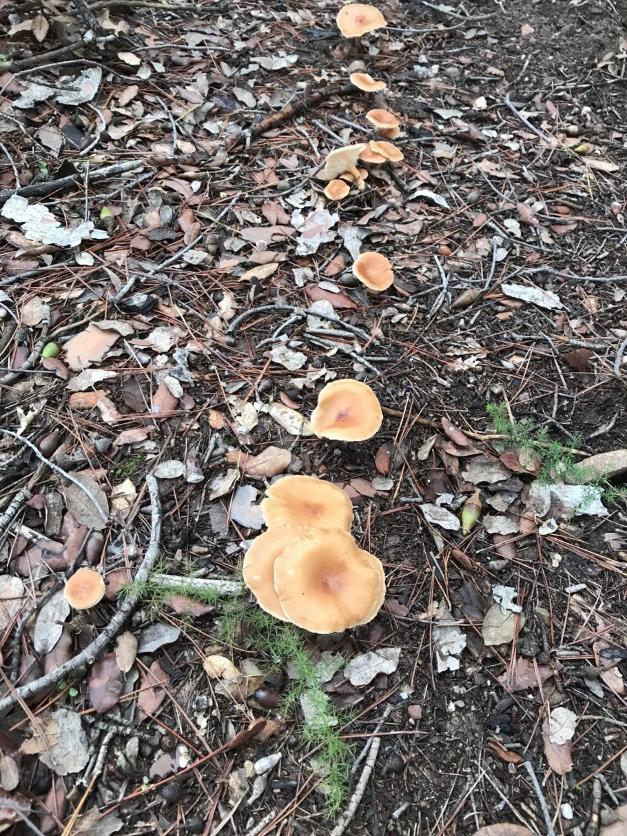 Говорушка буро-жёлтая (Lepista flaccida)