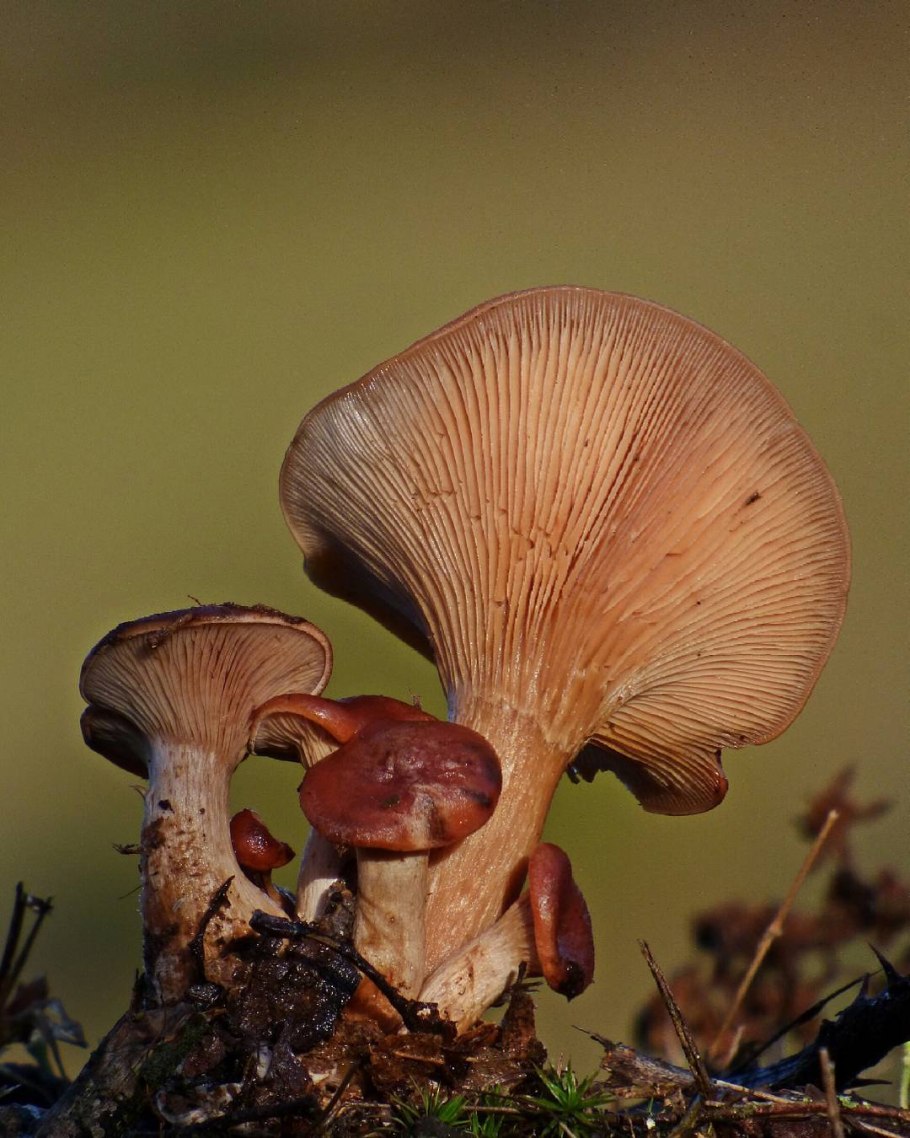 Говорушка подогнутая (Clitocybe geotropa)