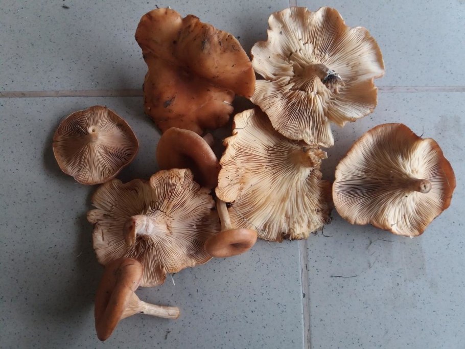 Говорушка оранжевая ложная Лисичка