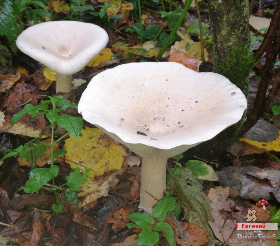 Hygrophoropsis aurantiaca