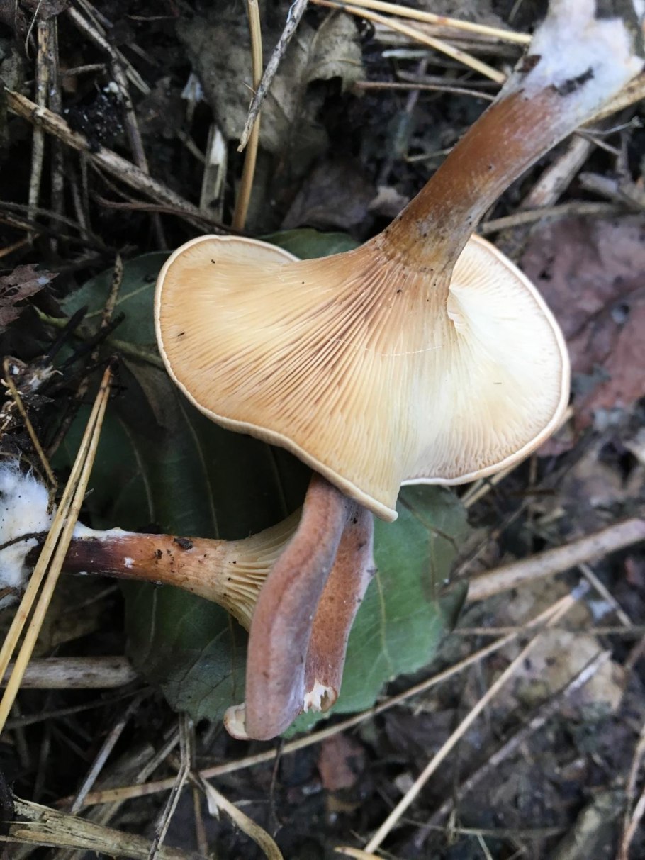 Говорушка блюдцевидная (Clitocybe catinus)