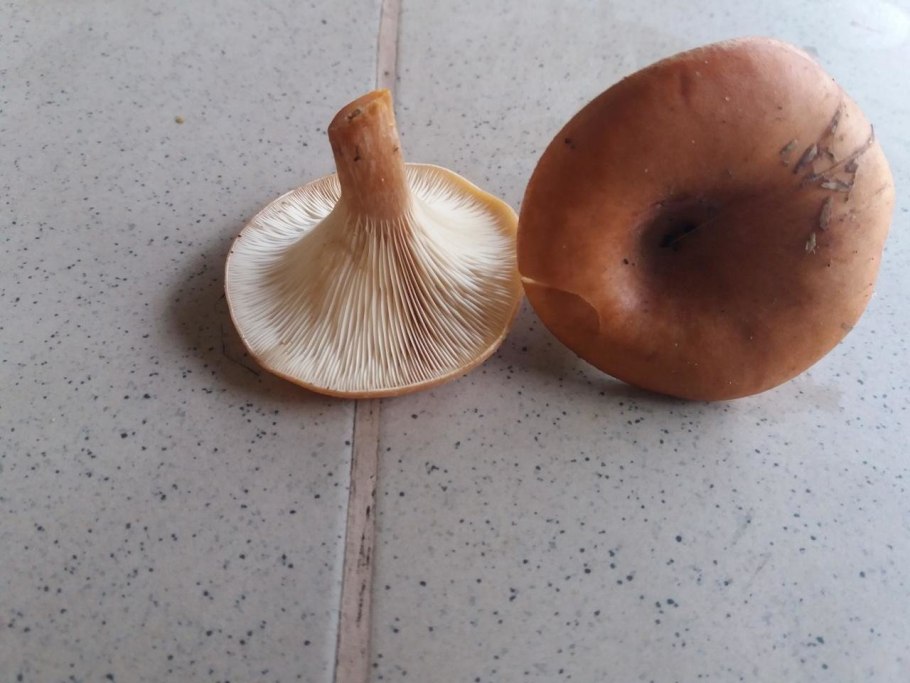 Говорушка оранжевая ложная Лисичка