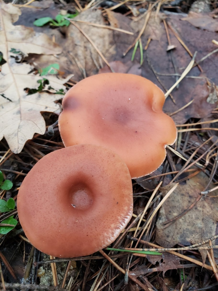 Говорушка рыже-бурая съедобная