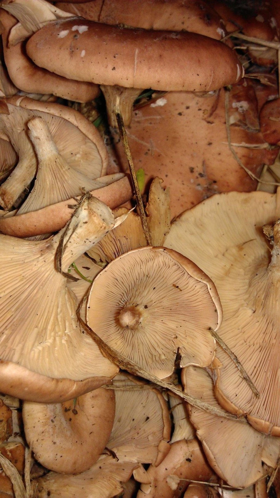 Млечник серо розовый lactarius helvus