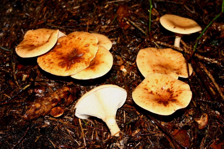 Гриб говорушка Перевернутая