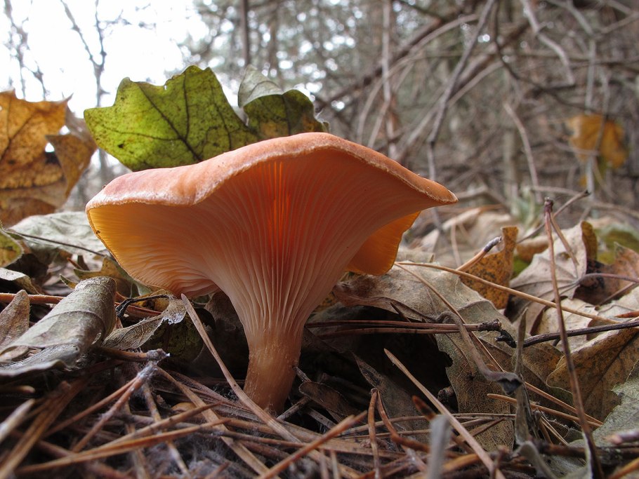 Говорушка рыже-бурая