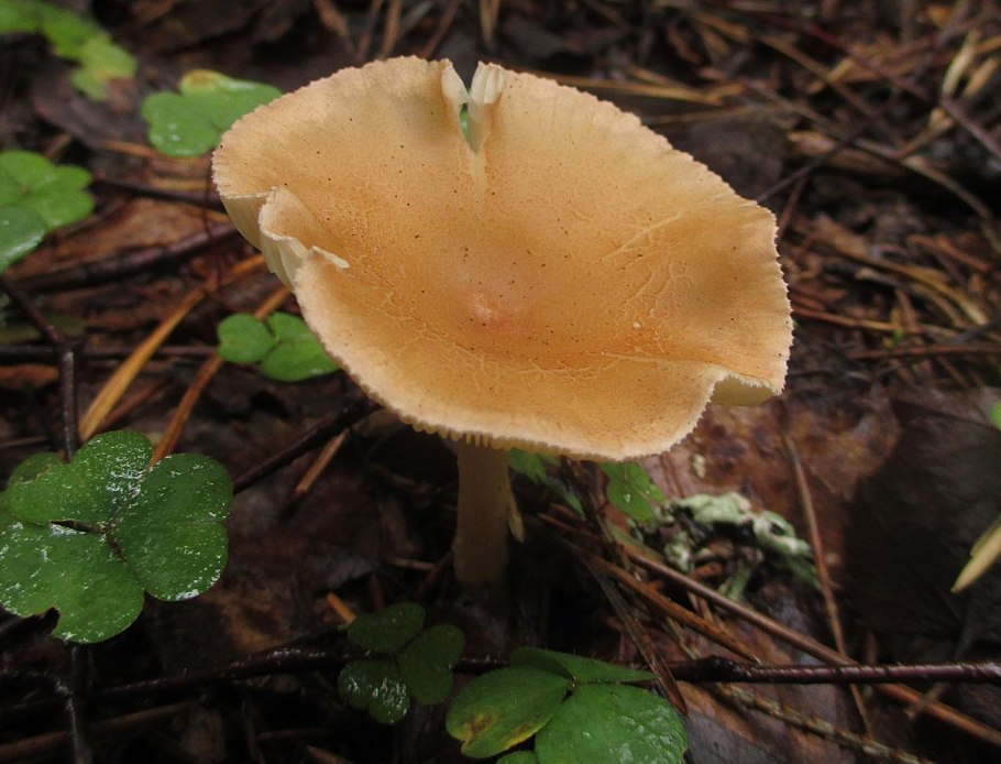 Гриб говорушка восковая