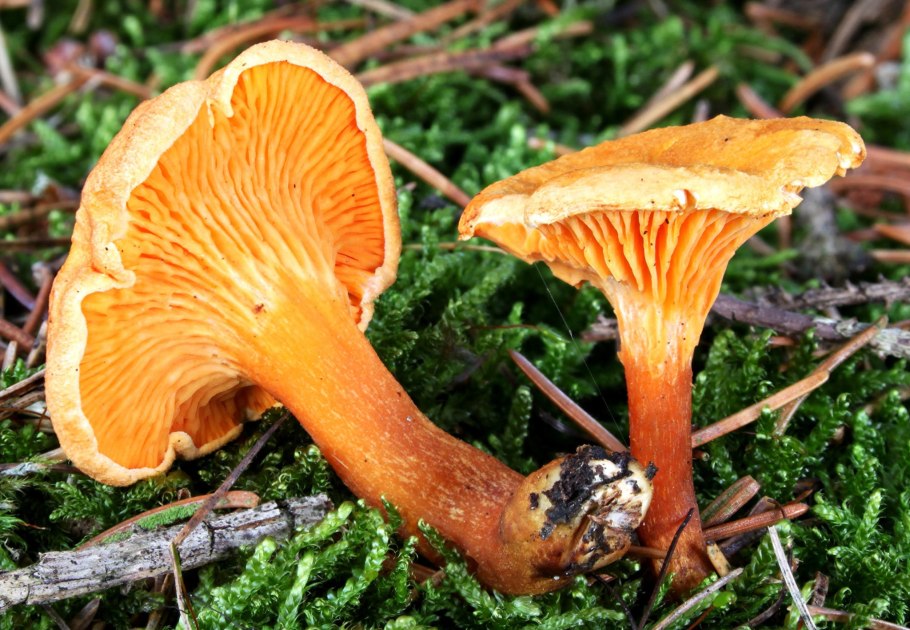 Говорушка древесинная