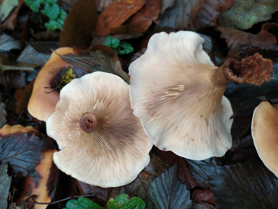 Говорушка Перевёрнутая Paralepista flaccida