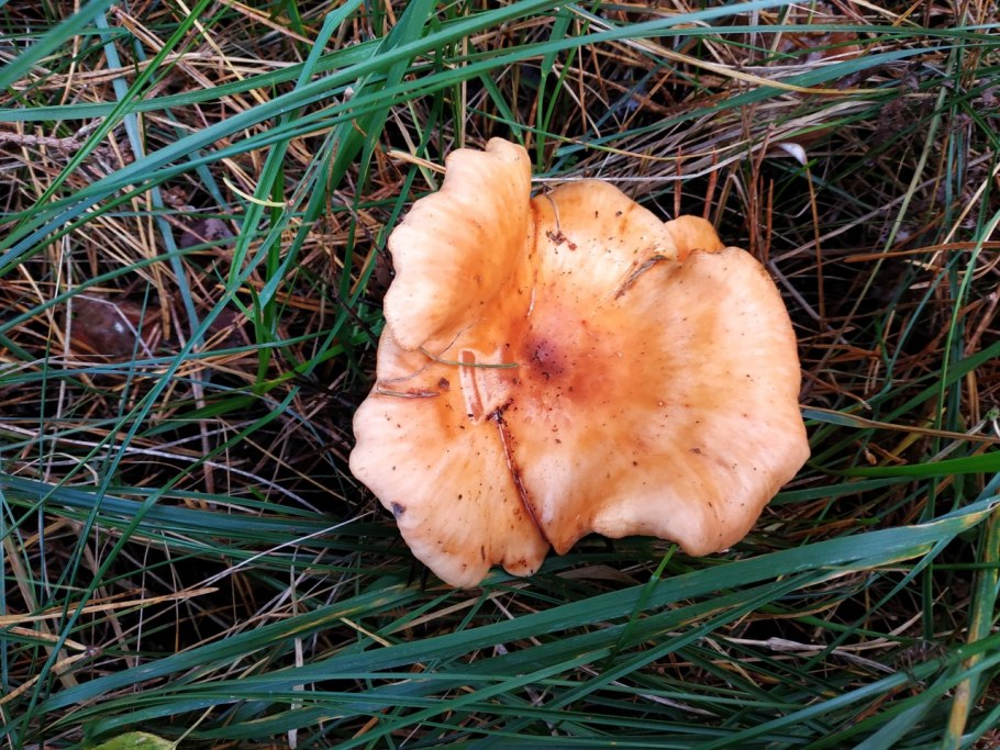 Говорушка Перевёрнутая Paralepista flaccida