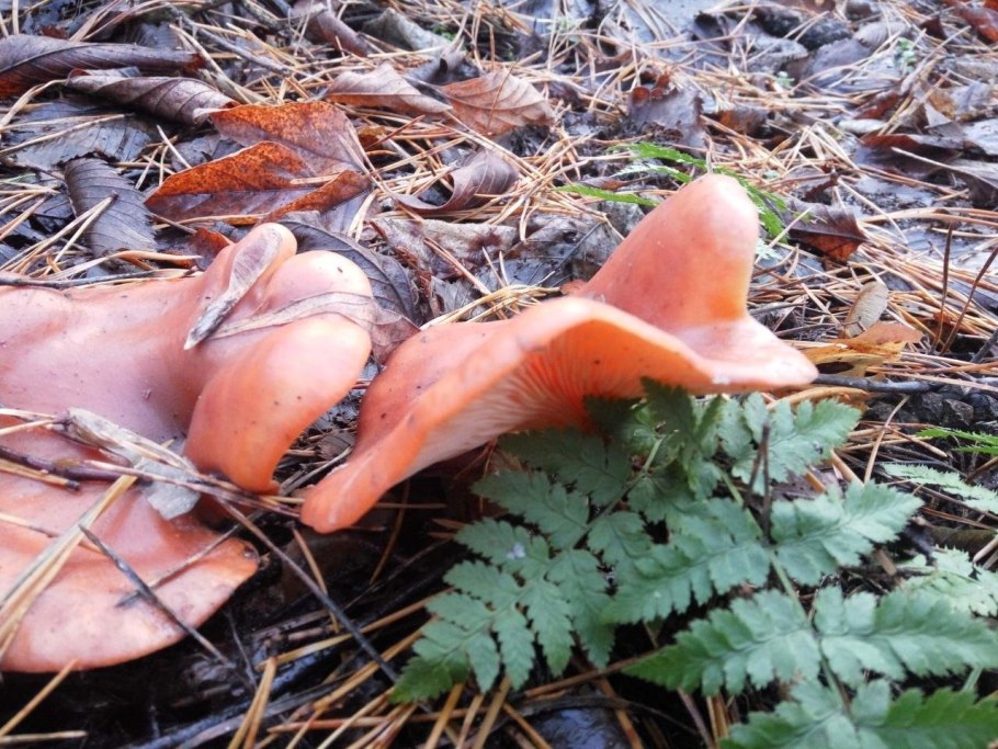 Говорушка красно бурая