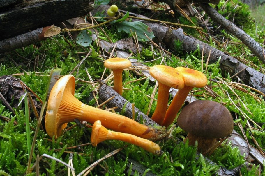 Солоновики Ленинградской области грибы
