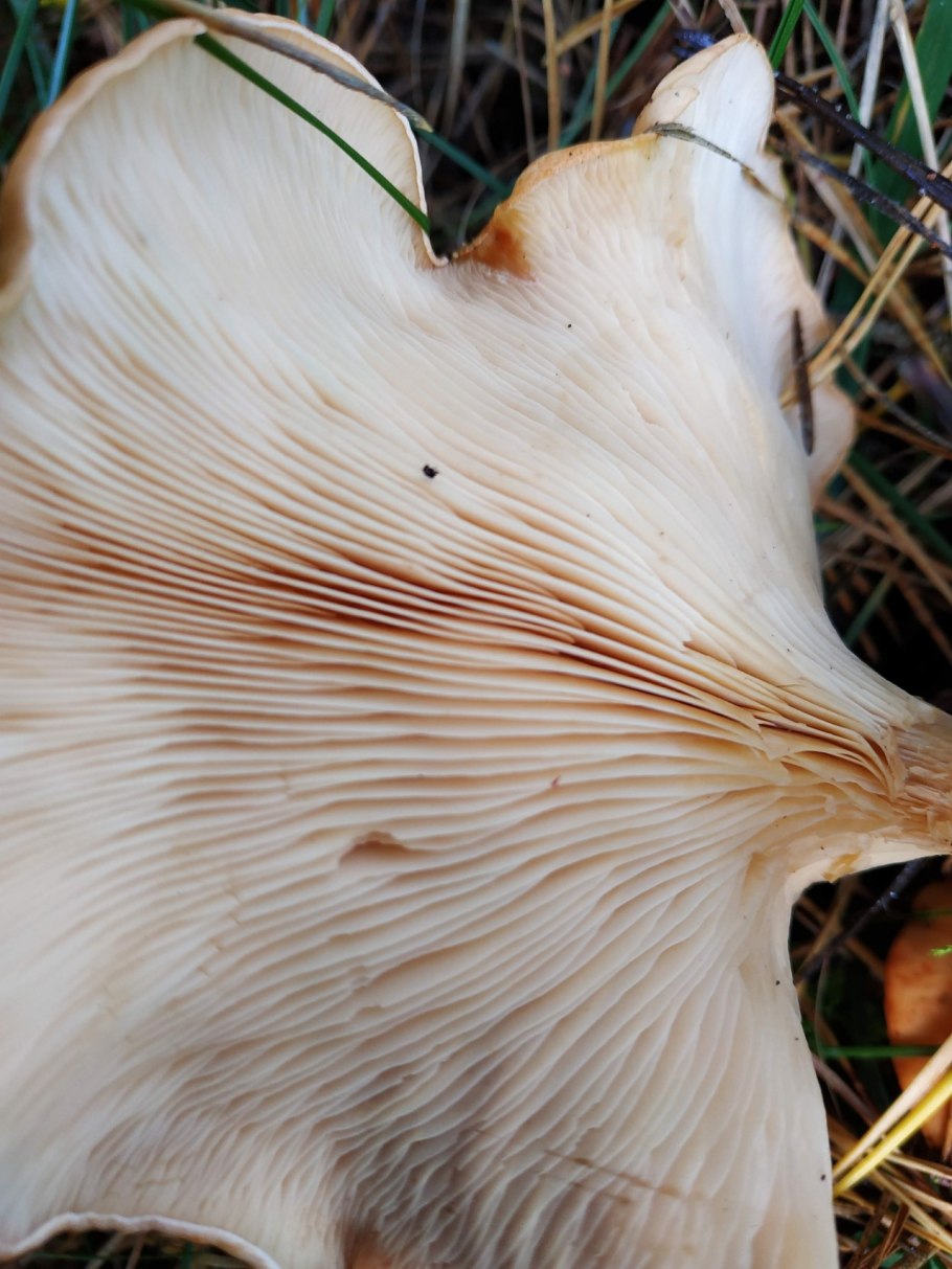 Говорушка лиловоногая