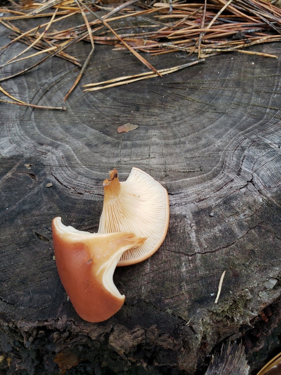 Говорушка булавоногая