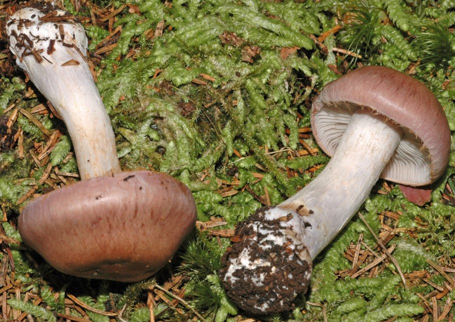 Паутинник слизевой