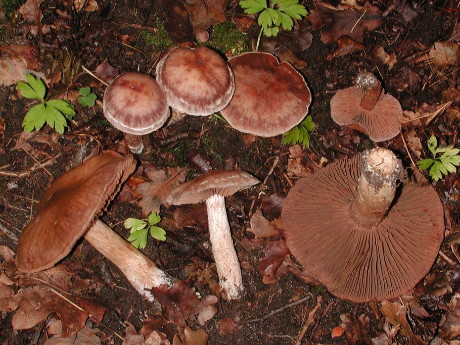 Паутинник гриб пасынковыдный