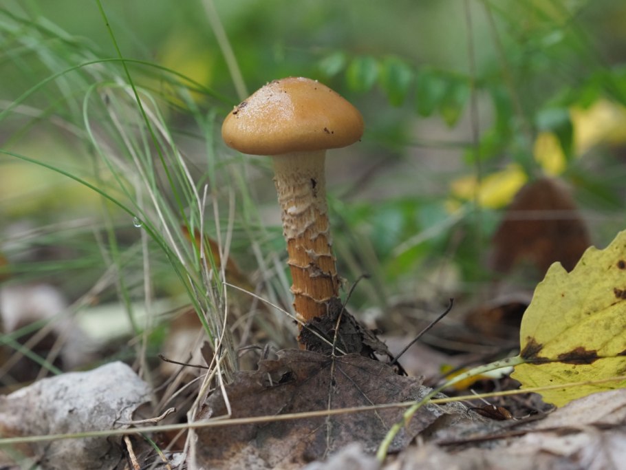 Cortinarius vernus