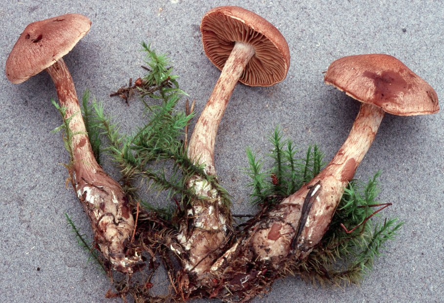 Cortinarius spilomeus