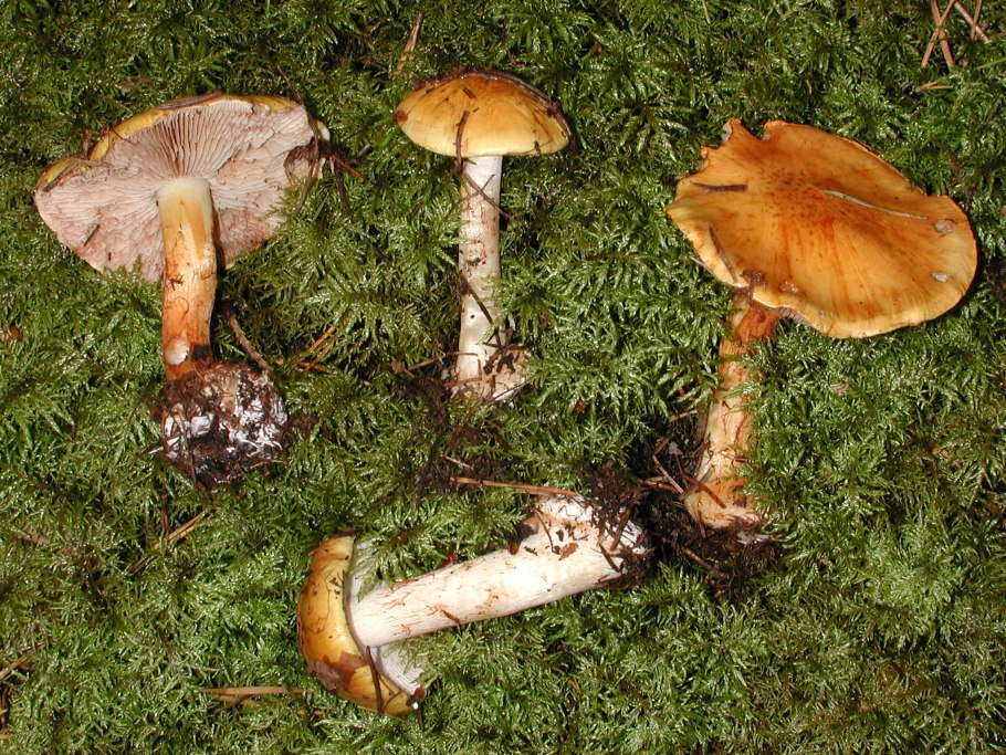 Паутинник оранжевый
