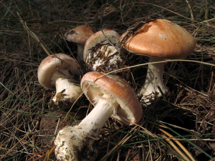 Паутинник плюшевый