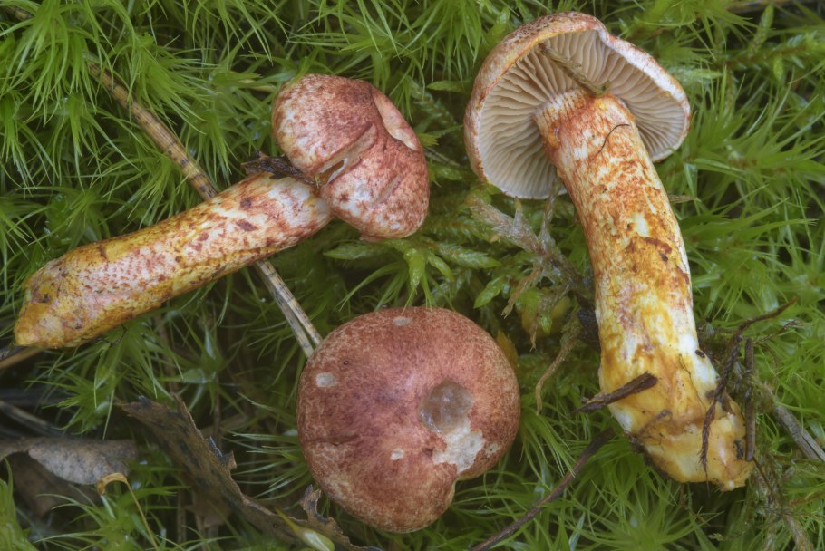 Паутинник сизоножковый