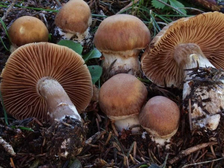 Паутинник болотный