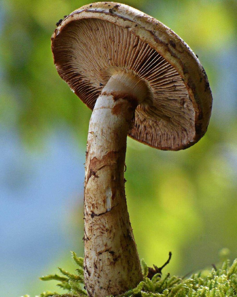 Паутинник гриб