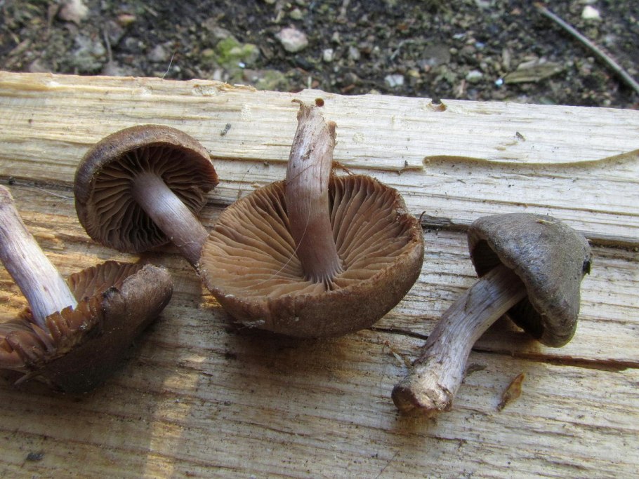 Паутинник красночешуйчатый