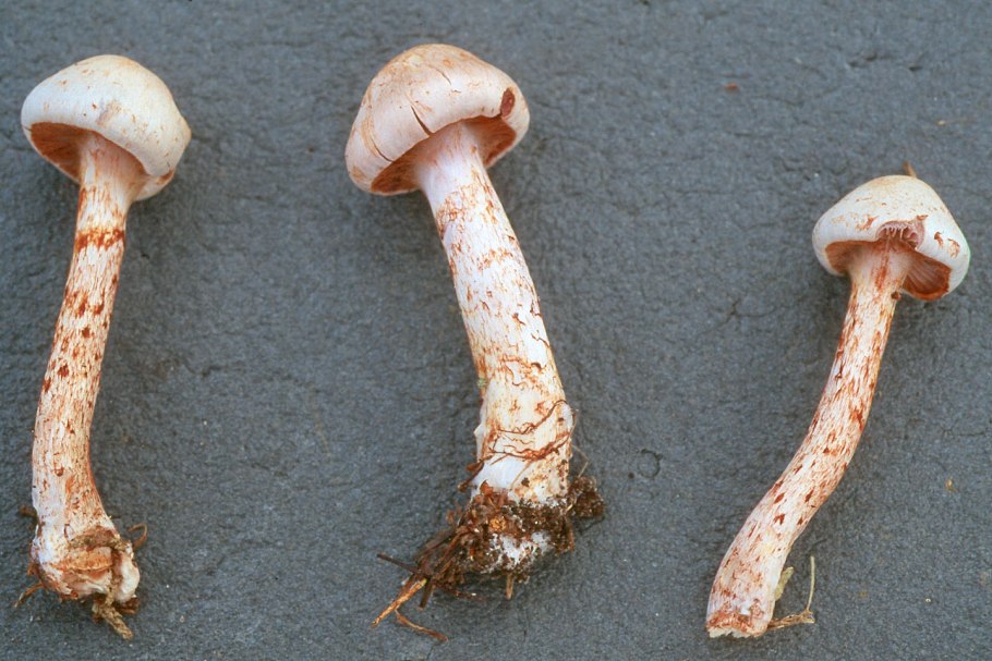 Паутинник бело-козий (Cortinarius niveotraganus)