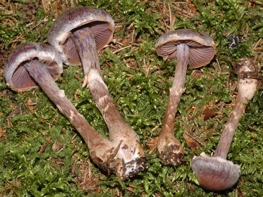 Паутинник элегантнейший
