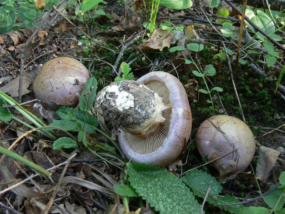 Паутинник опоясанный Cortinarius balteatus