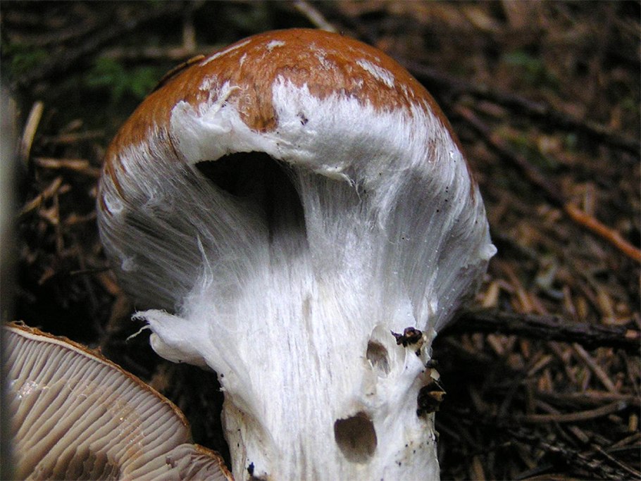 Паутинник пасынковидный