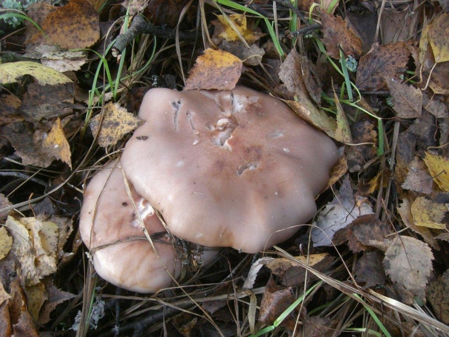 Паутинник рубиновый