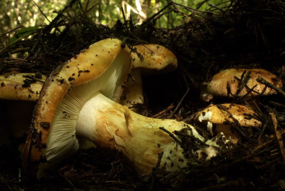Tricholoma truncatum
