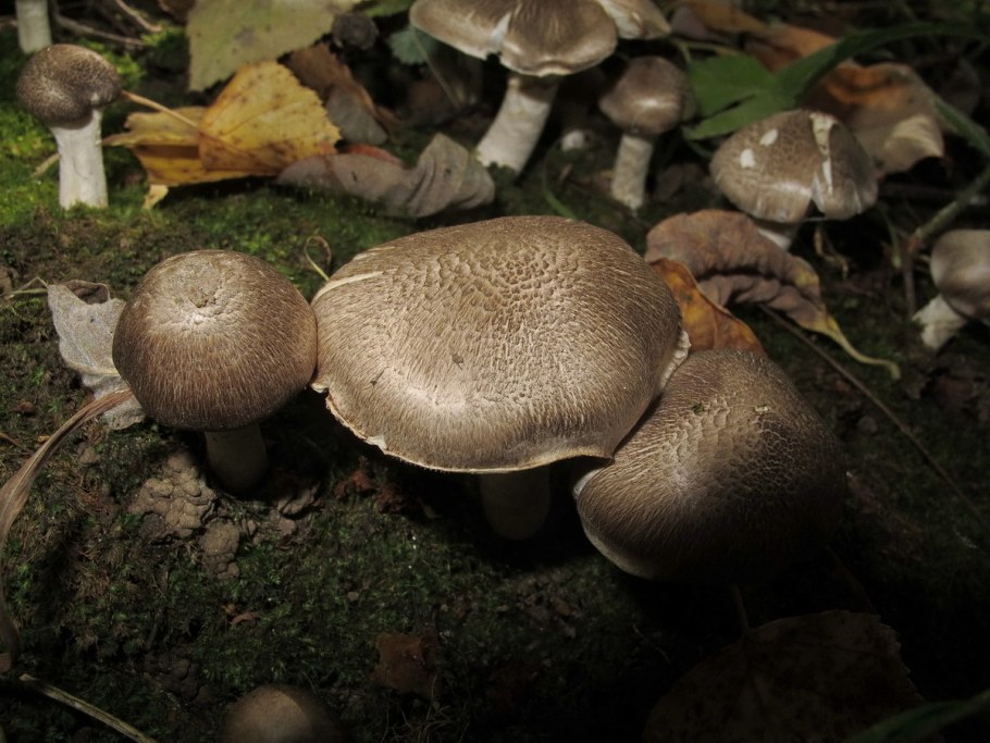 Рядовка Чешуйчатая Tricholoma imbricatum