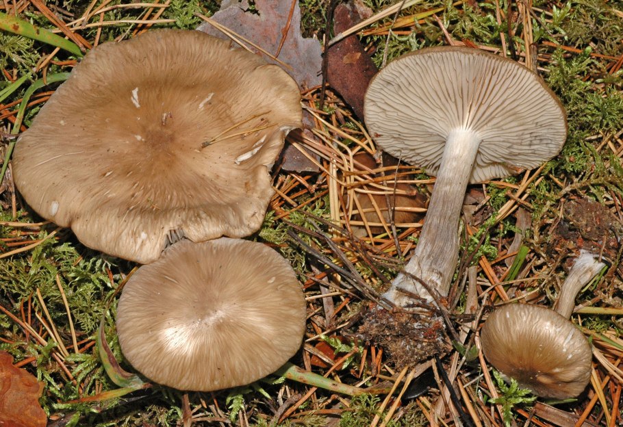 Tricholoma fulvum